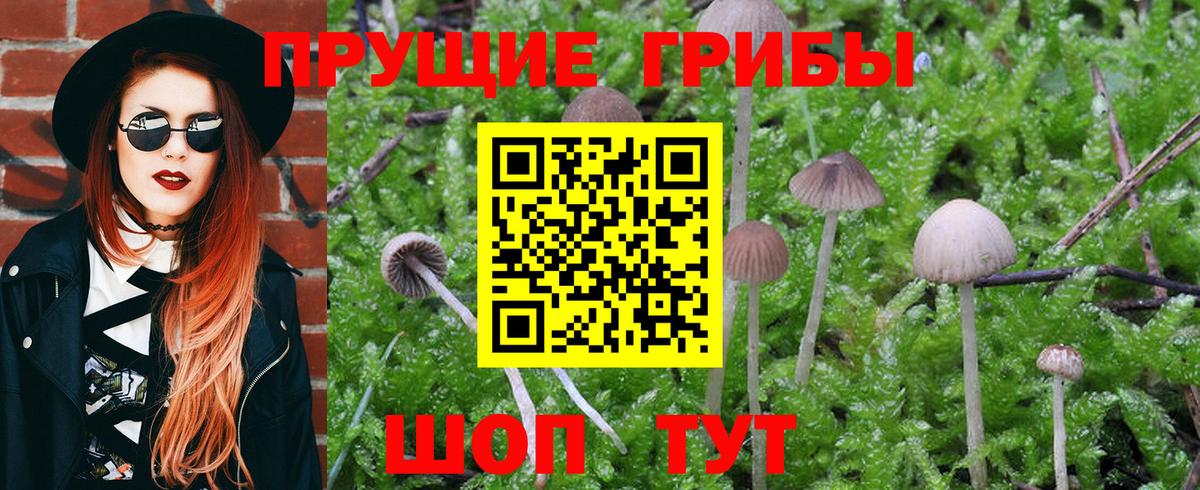 Галлюциногенные грибы Psilocybe Вязники